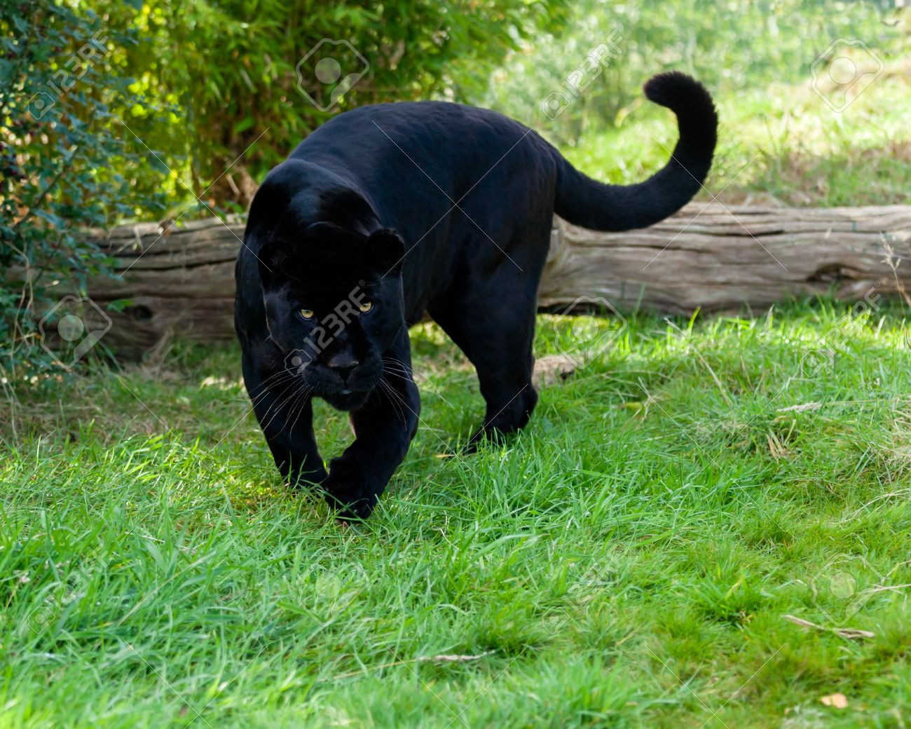 16147952-angry-black-jaguar-stalking-forward-panthera-onca.jpg