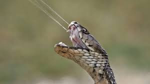 SNAKE VENOM IN THE EYES – WHAT IS THE WORST THAT CAN HAPPEN?