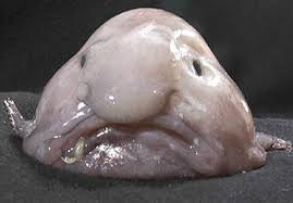 Look: Blobfish Named 'Ugliest Animal ...