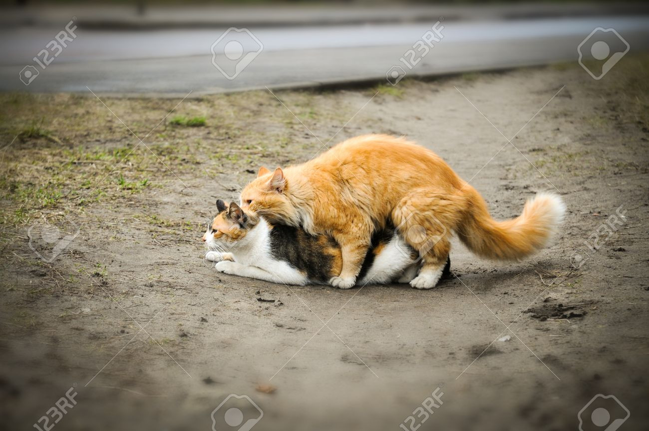 21637327-two-cats-having-sex-act.jpg