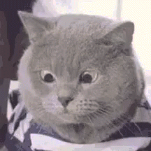 2d7ab0f0eb.gif