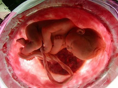 7monthfetus.jpg
