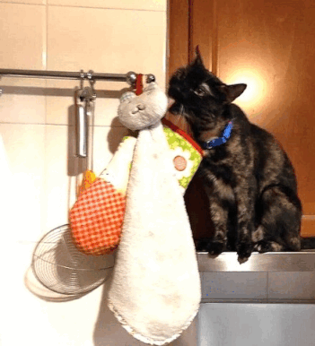 81087176.gif