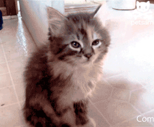 a49ee2c93f.gif