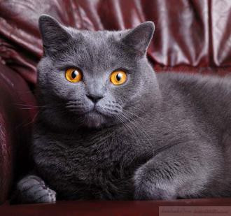 British%20Shorthair.jpg