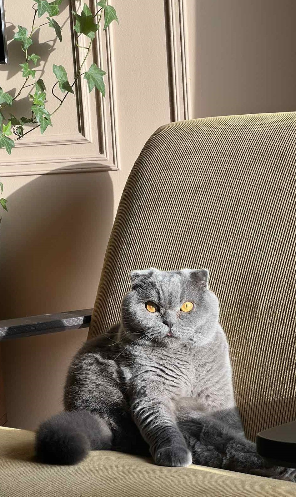 dfadfaa.jpg