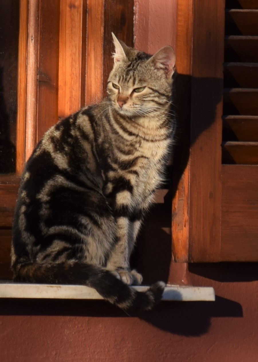 DSC_0828_crop.jpg