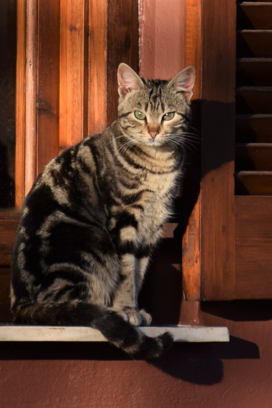 DSC_0829_crop.jpg