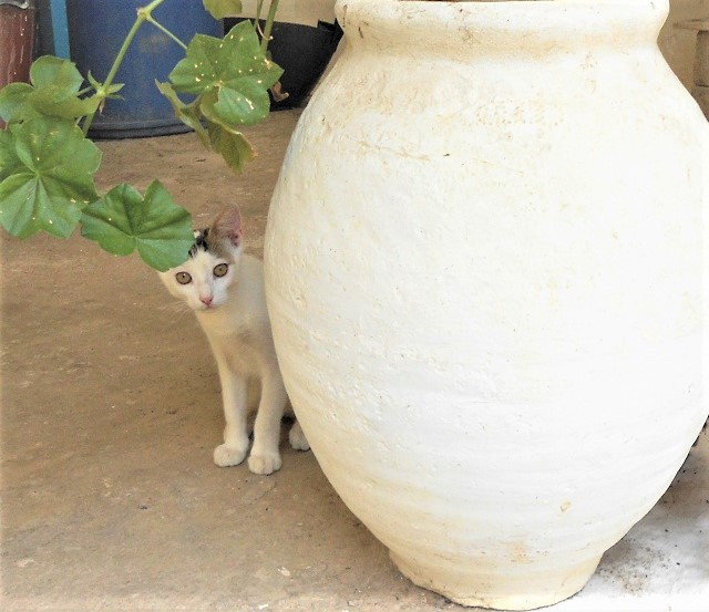 DSCN1216b.jpg