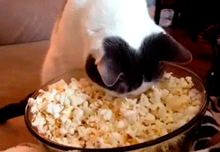 f88404021962.gif