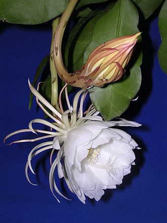 flower.JPG