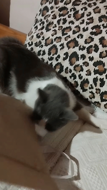 GIF-36f17965e7c4815e8c2b875dc6e44e31_1654817520.gif