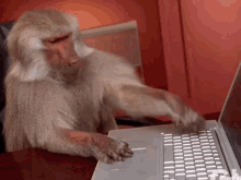 IMG_0936.gif