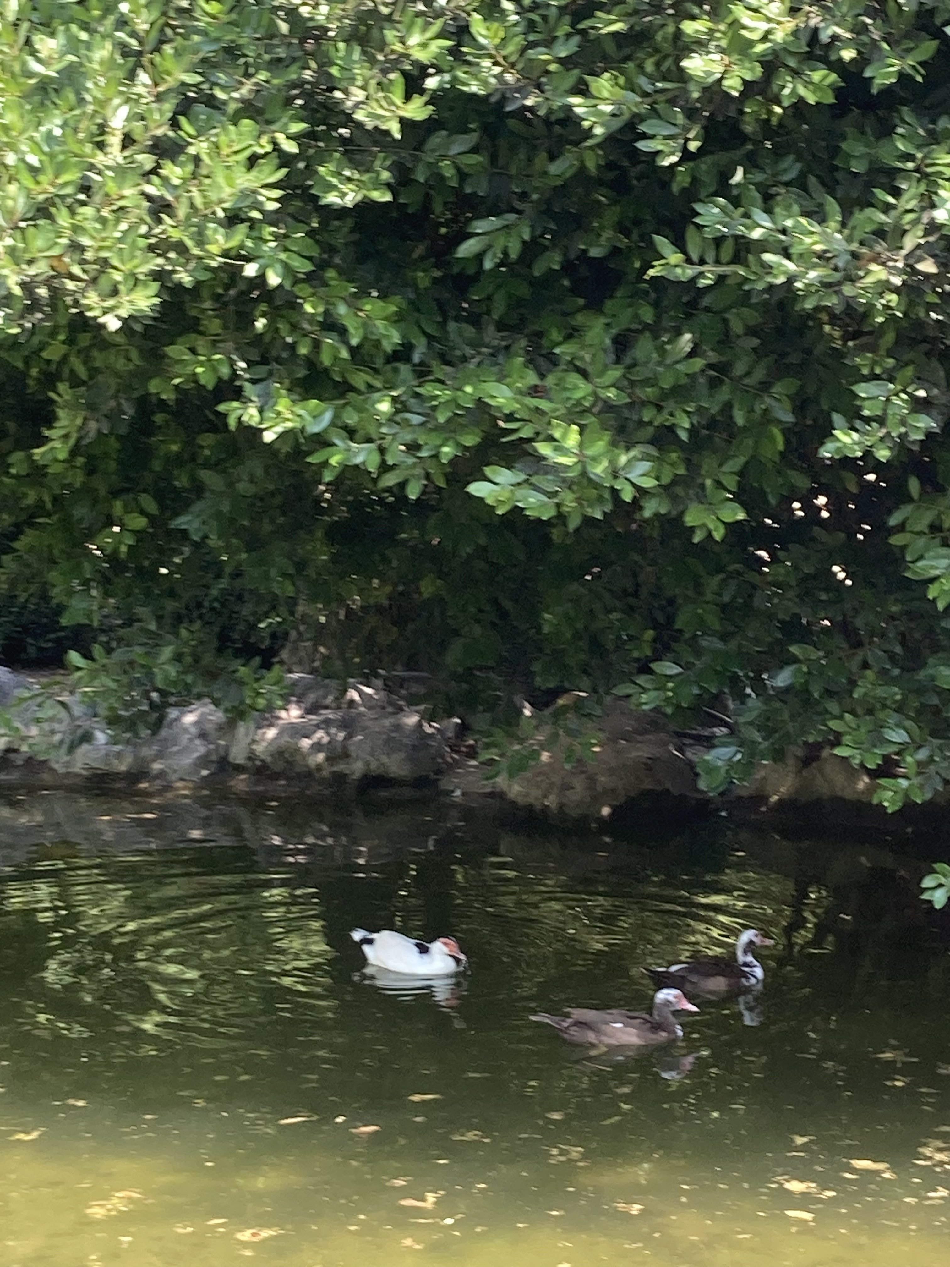 IMG_1261.jpeg
