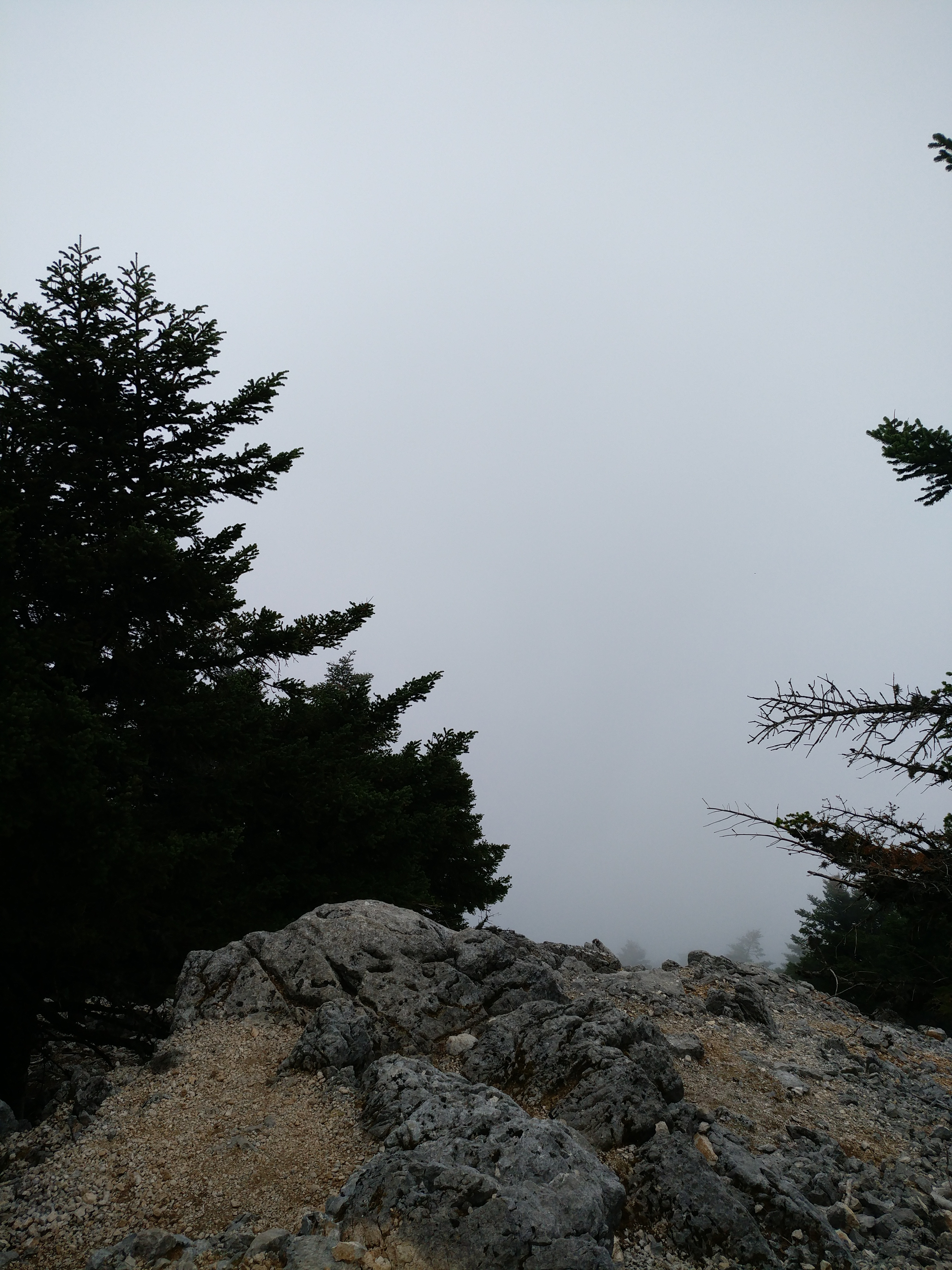 IMG_20210719_174254.jpg