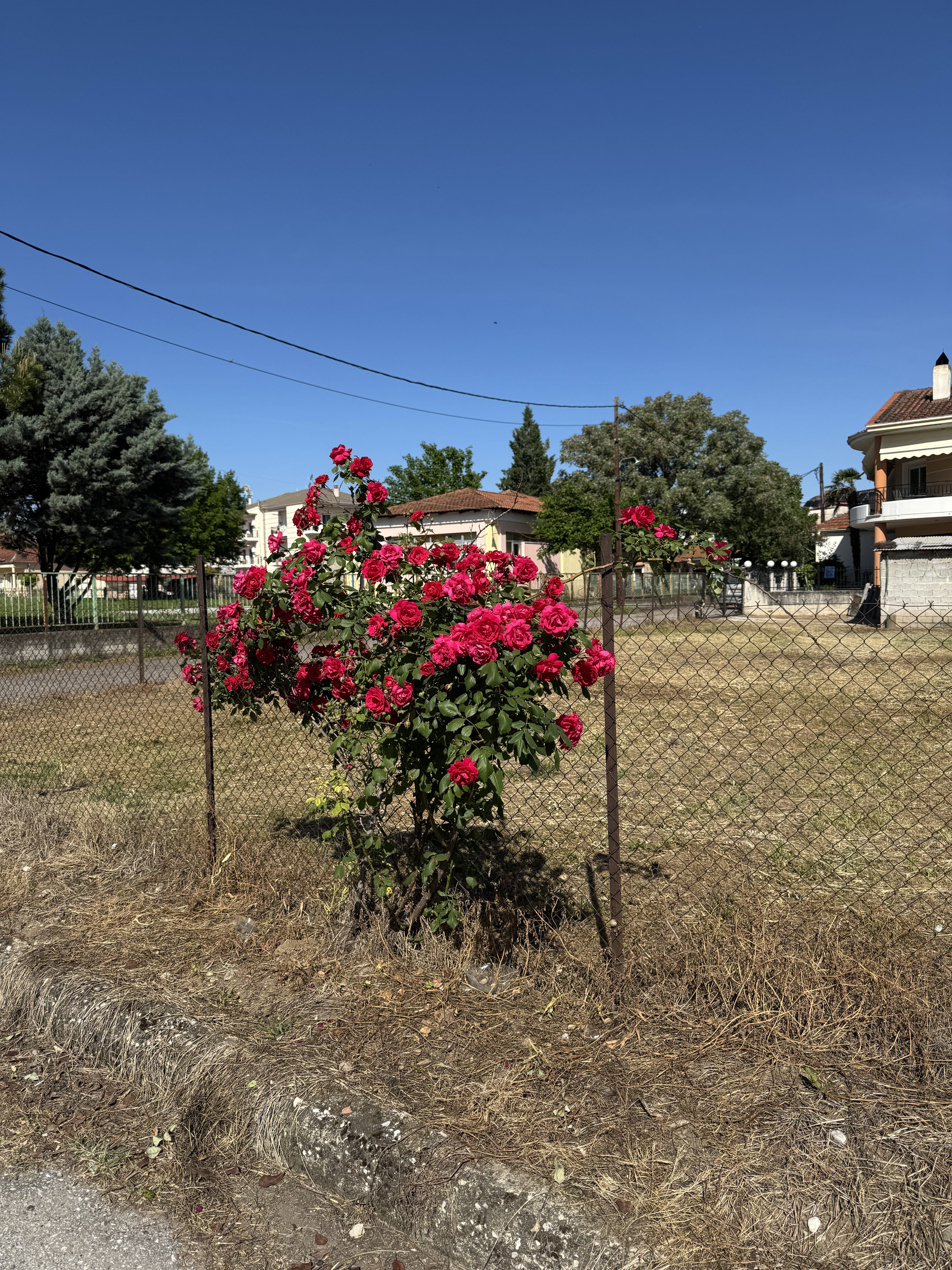 IMG_2108.jpeg
