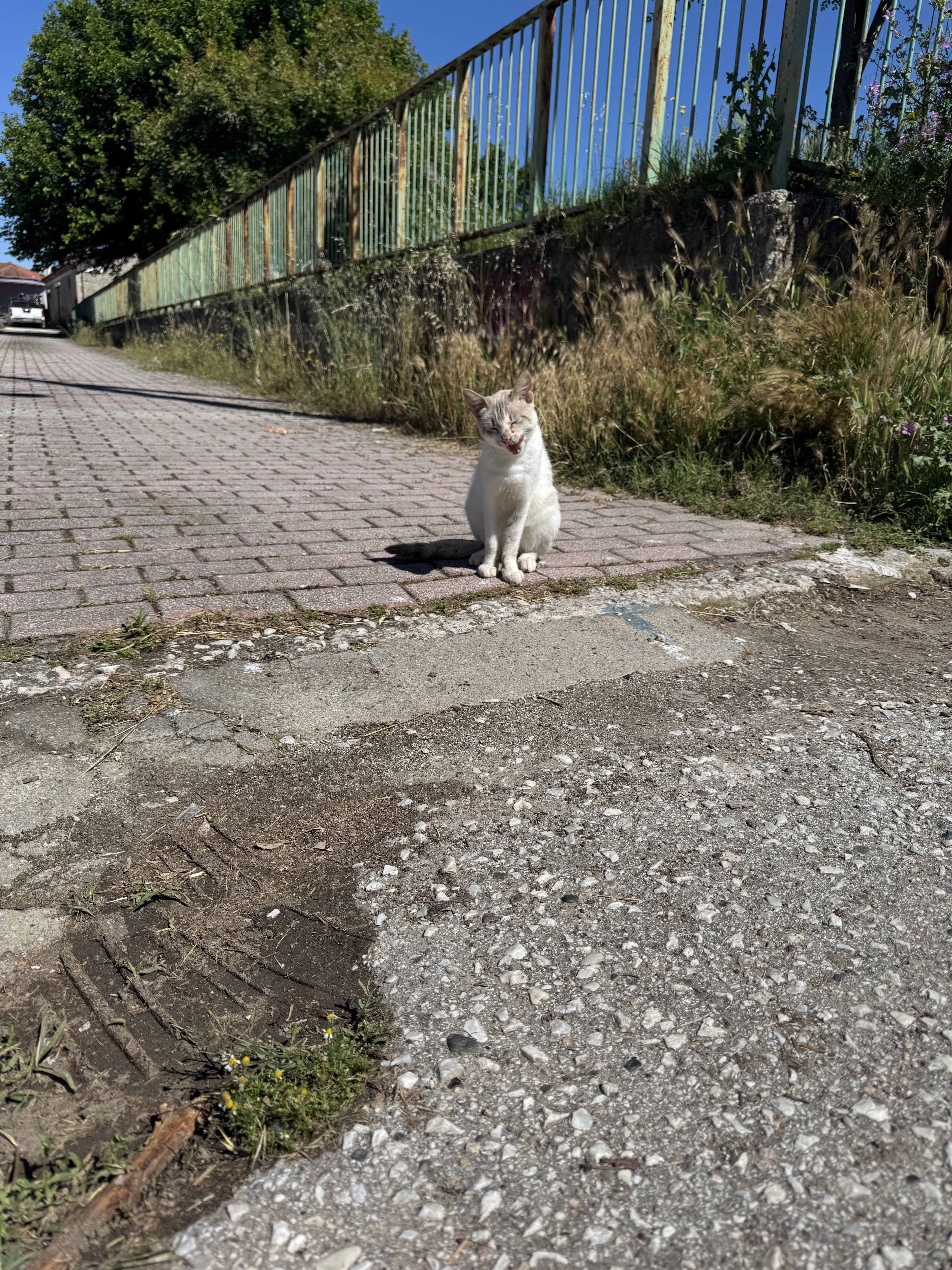 IMG_2261.jpeg
