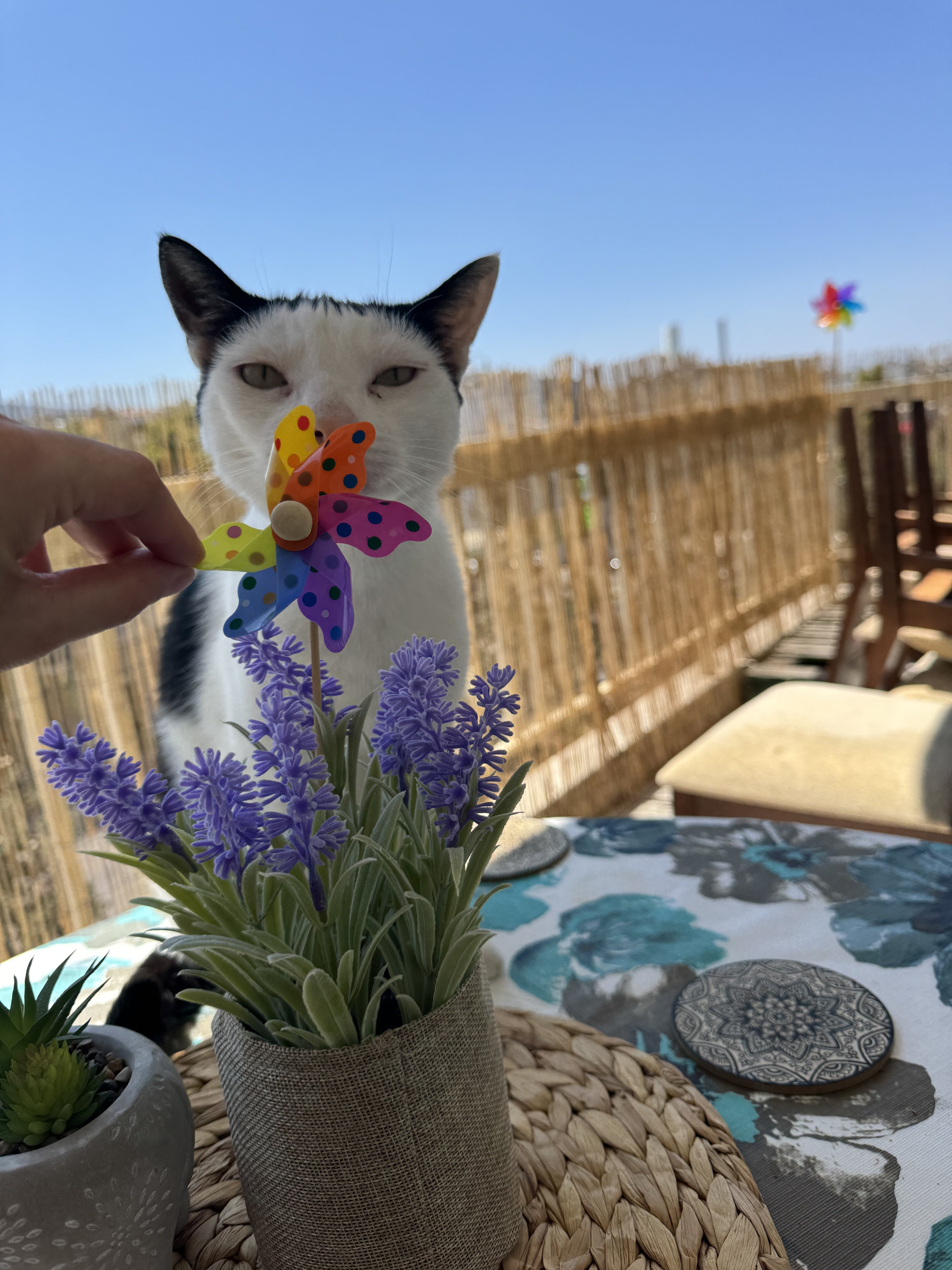 IMG_3230.jpeg