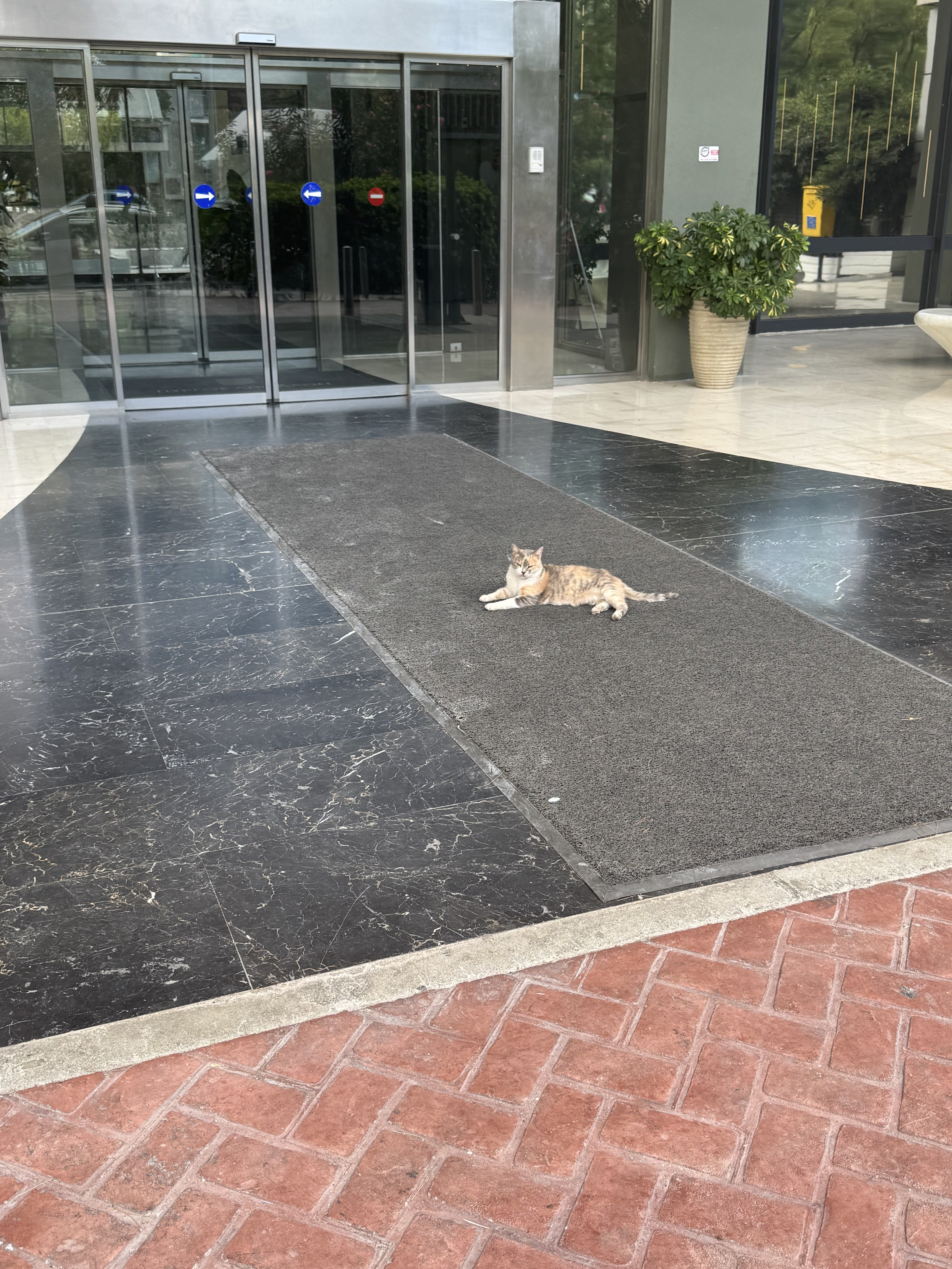 IMG_3532.jpeg