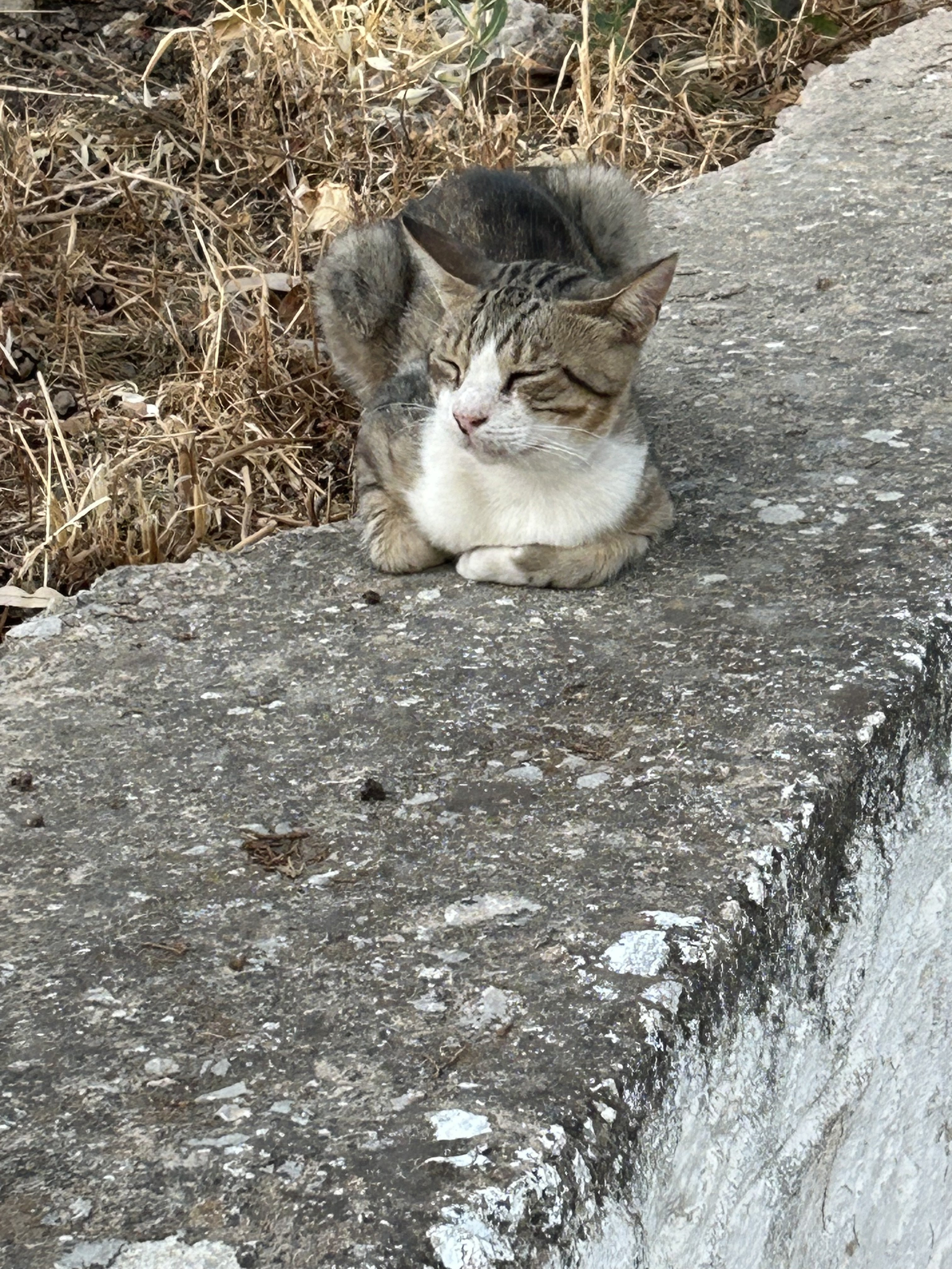 IMG_3553.jpeg