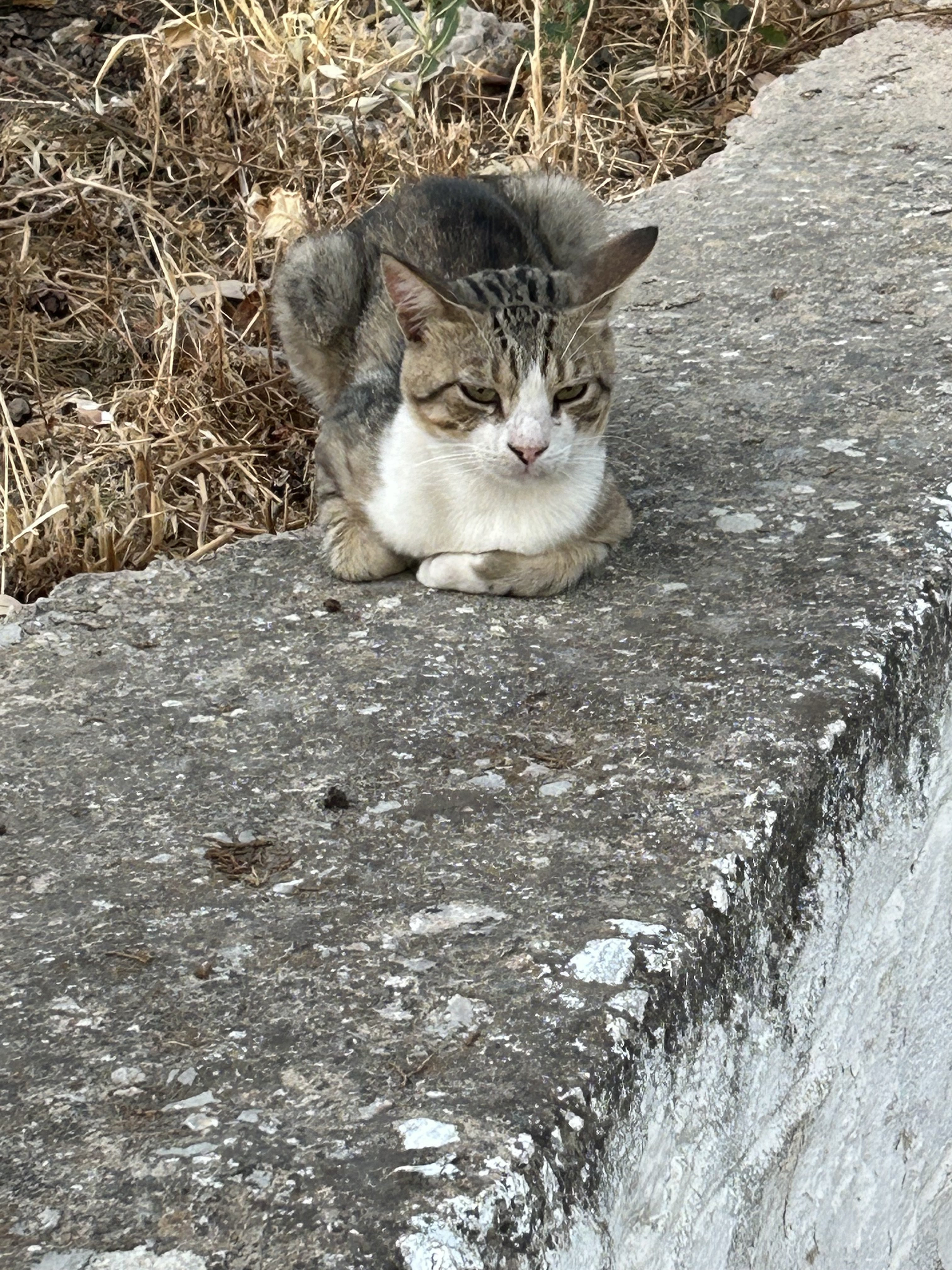 IMG_3554.jpeg
