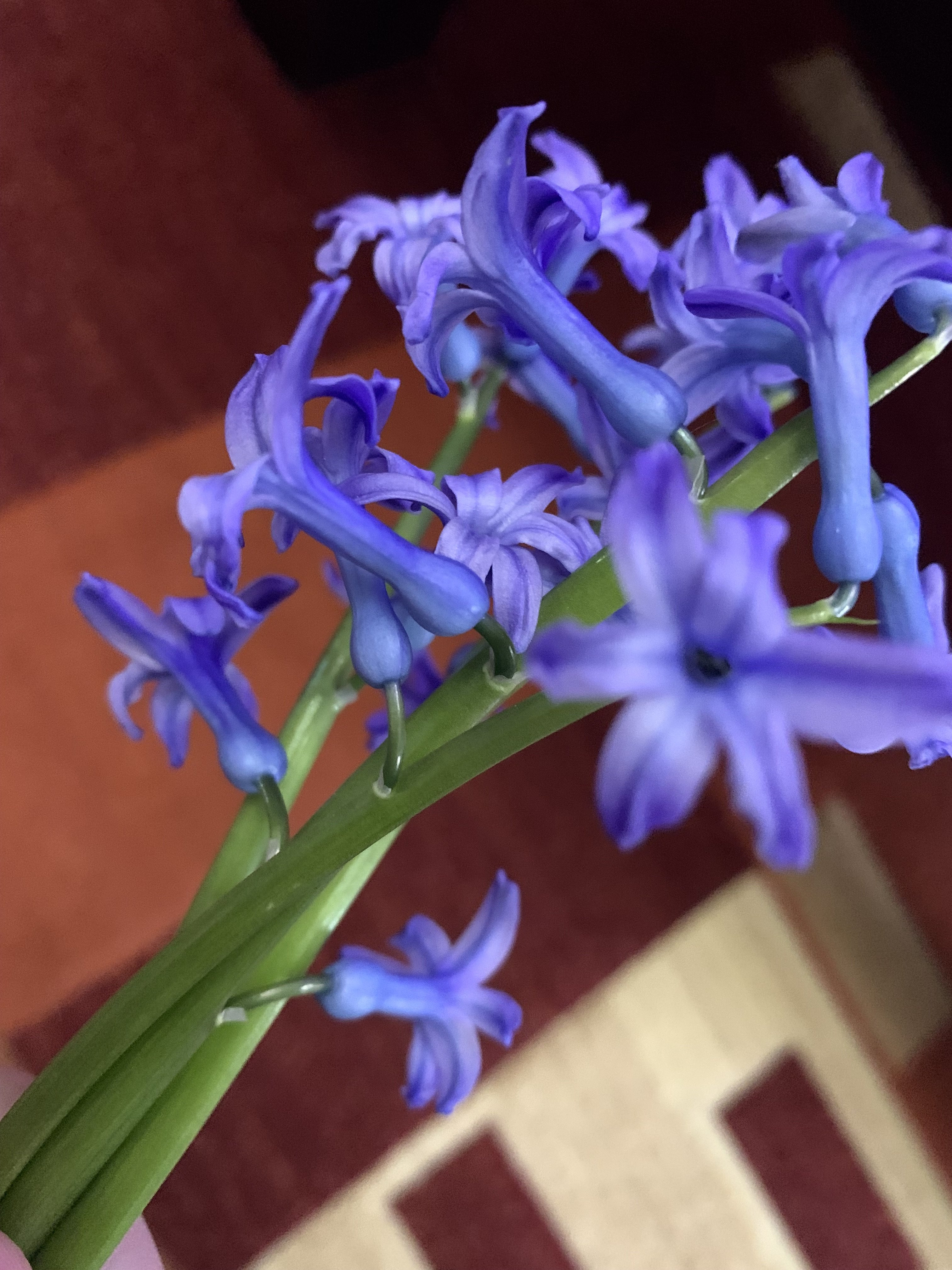 IMG_5576.jpeg