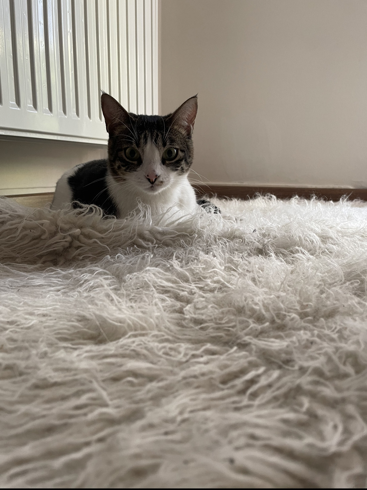 IMG_6355.jpeg