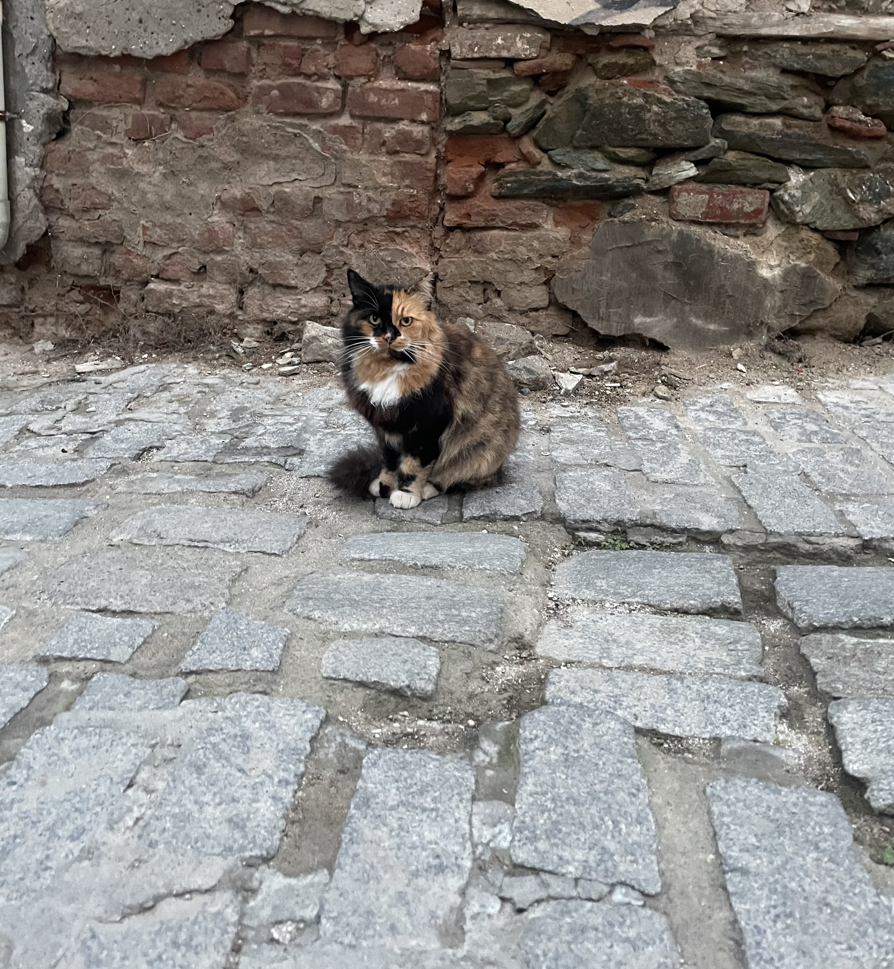 IMG_6980.jpeg