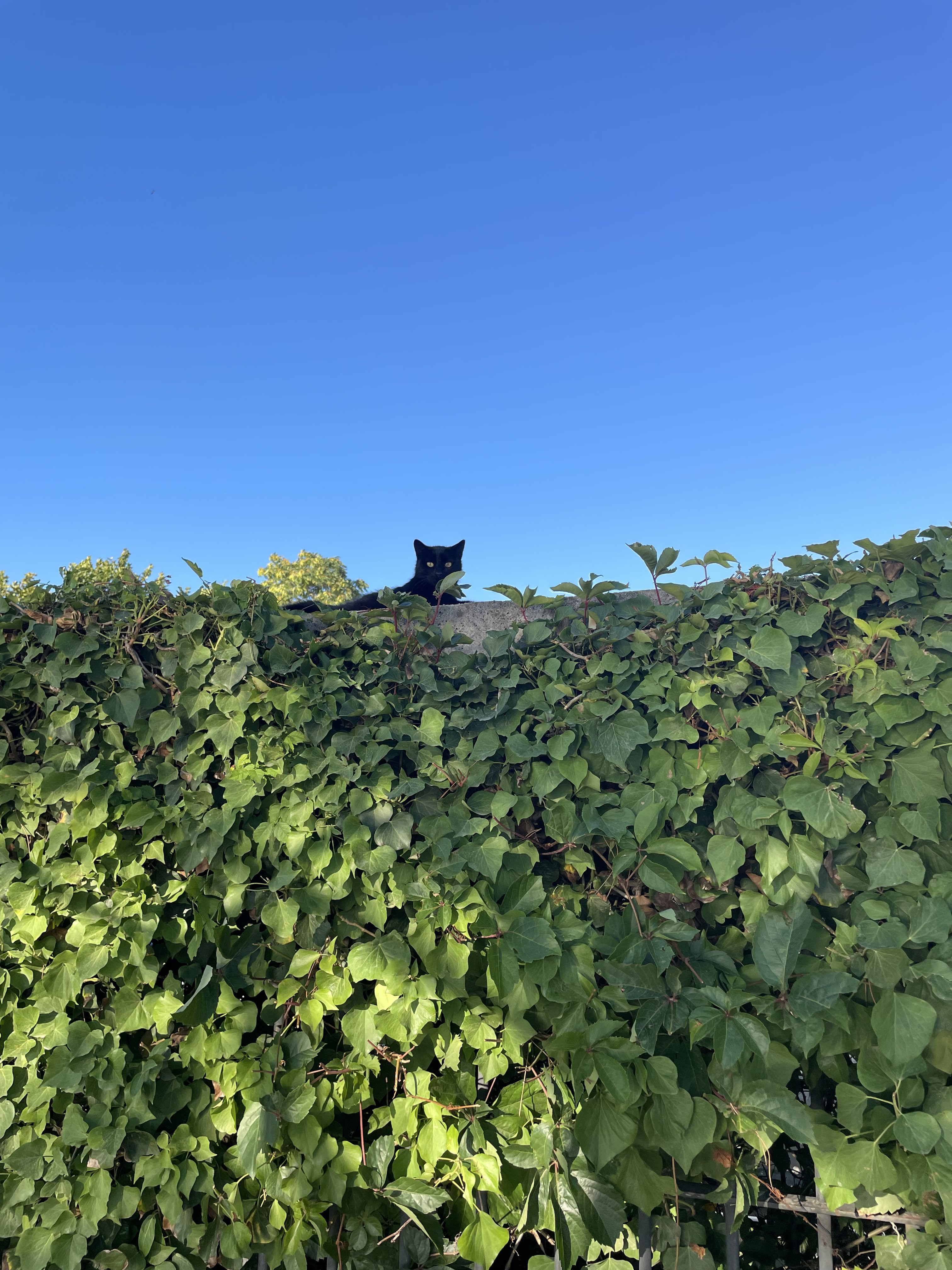 IMG_9374.jpeg