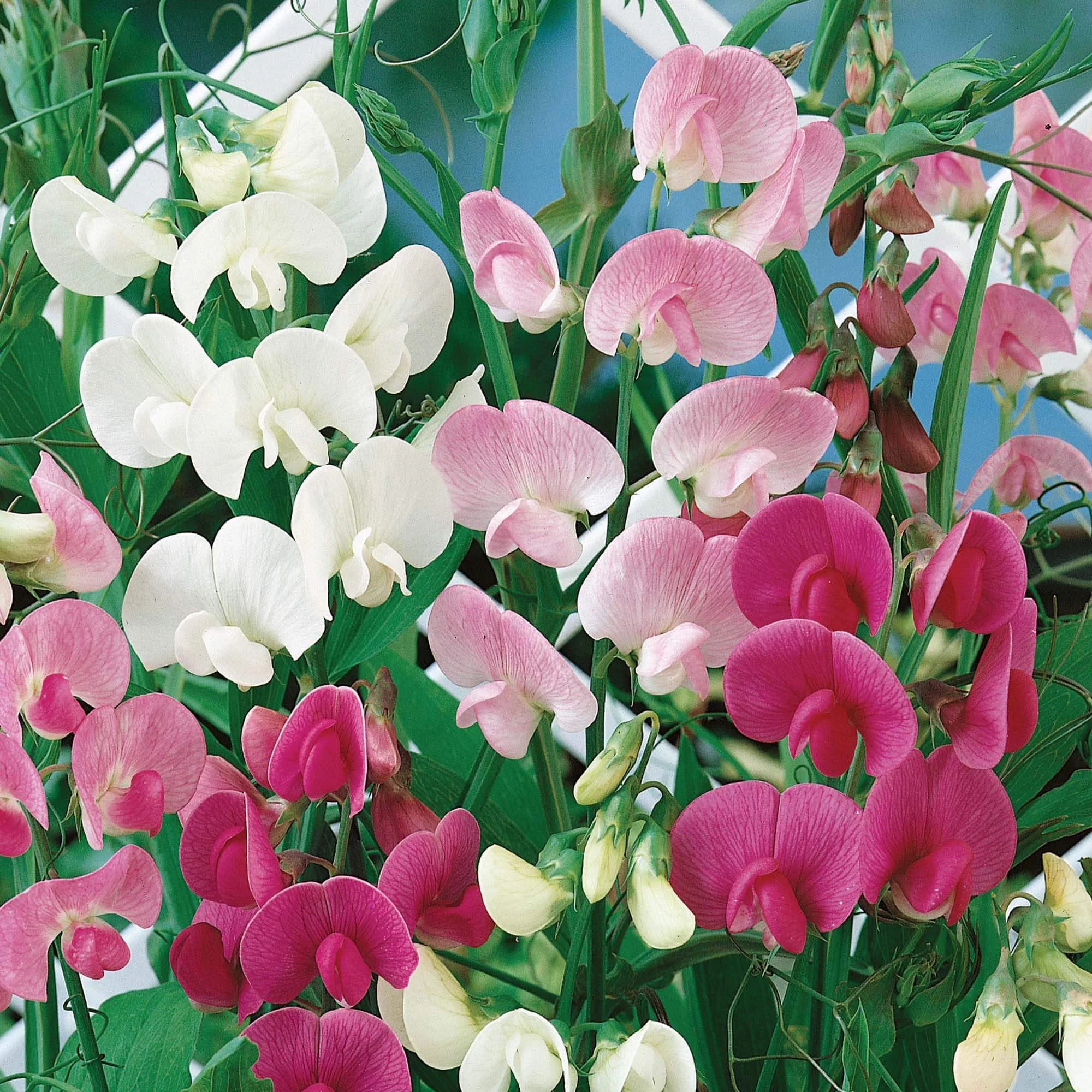 Lathyrus odoratus.jpg
