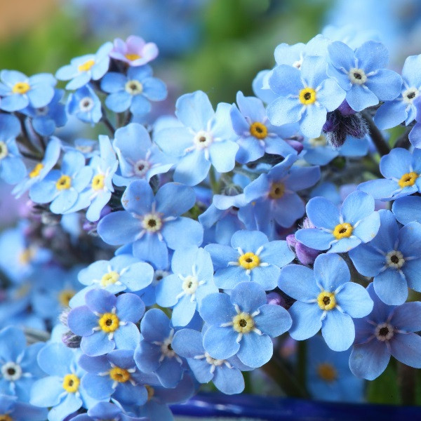 Myosotis Sylvatica.jpg