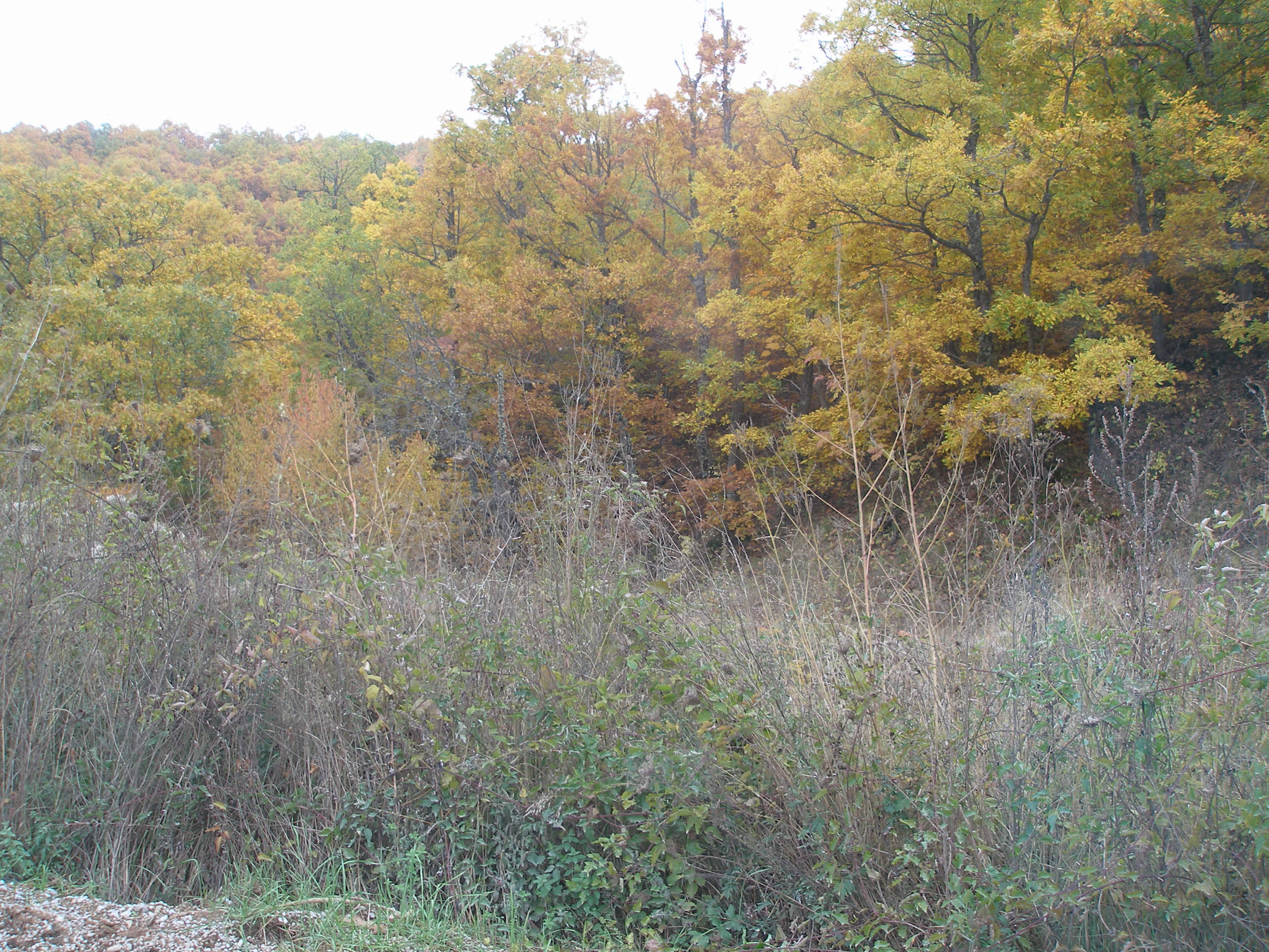 P1010484.JPG