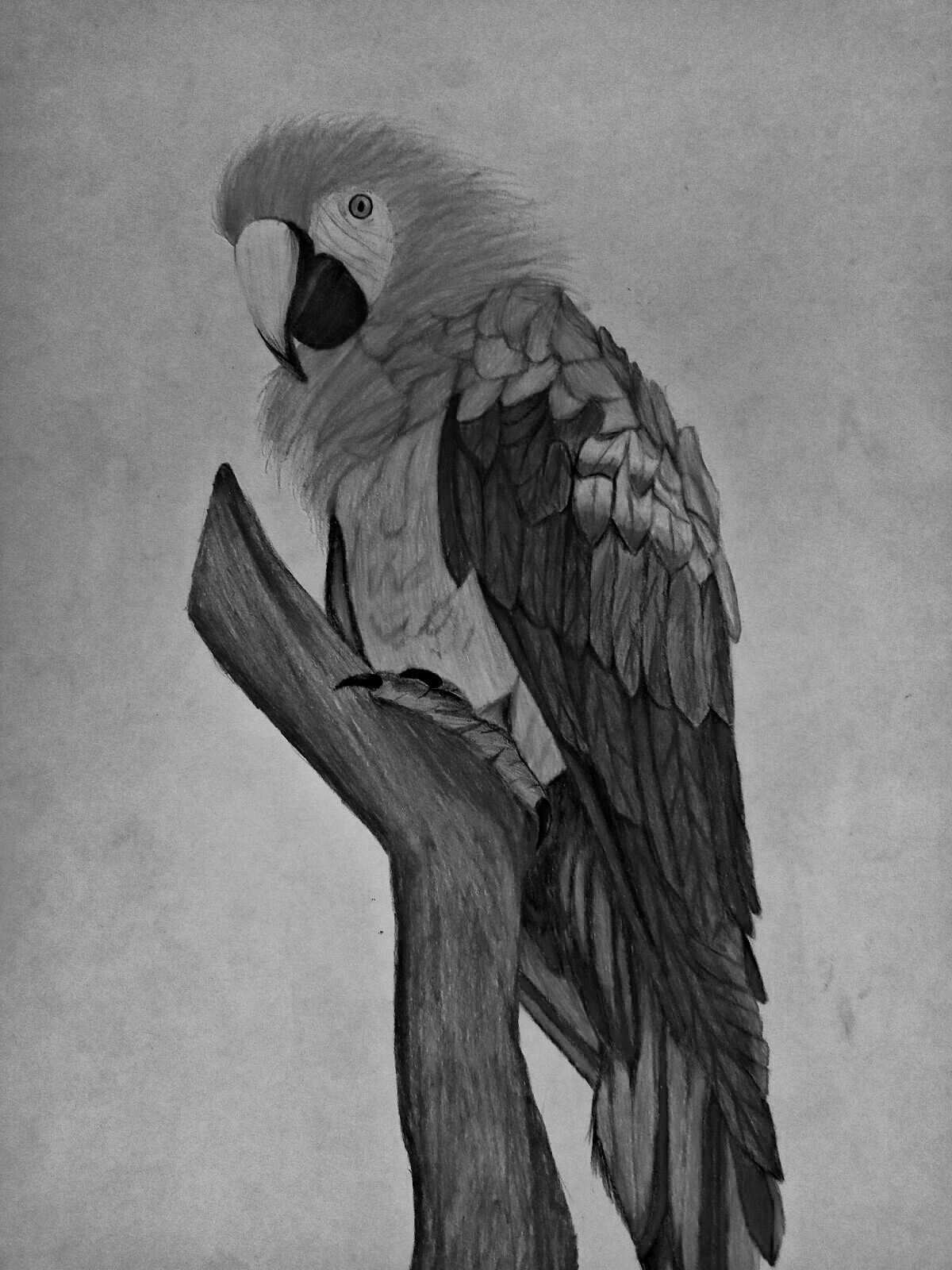 Parrot.jpg