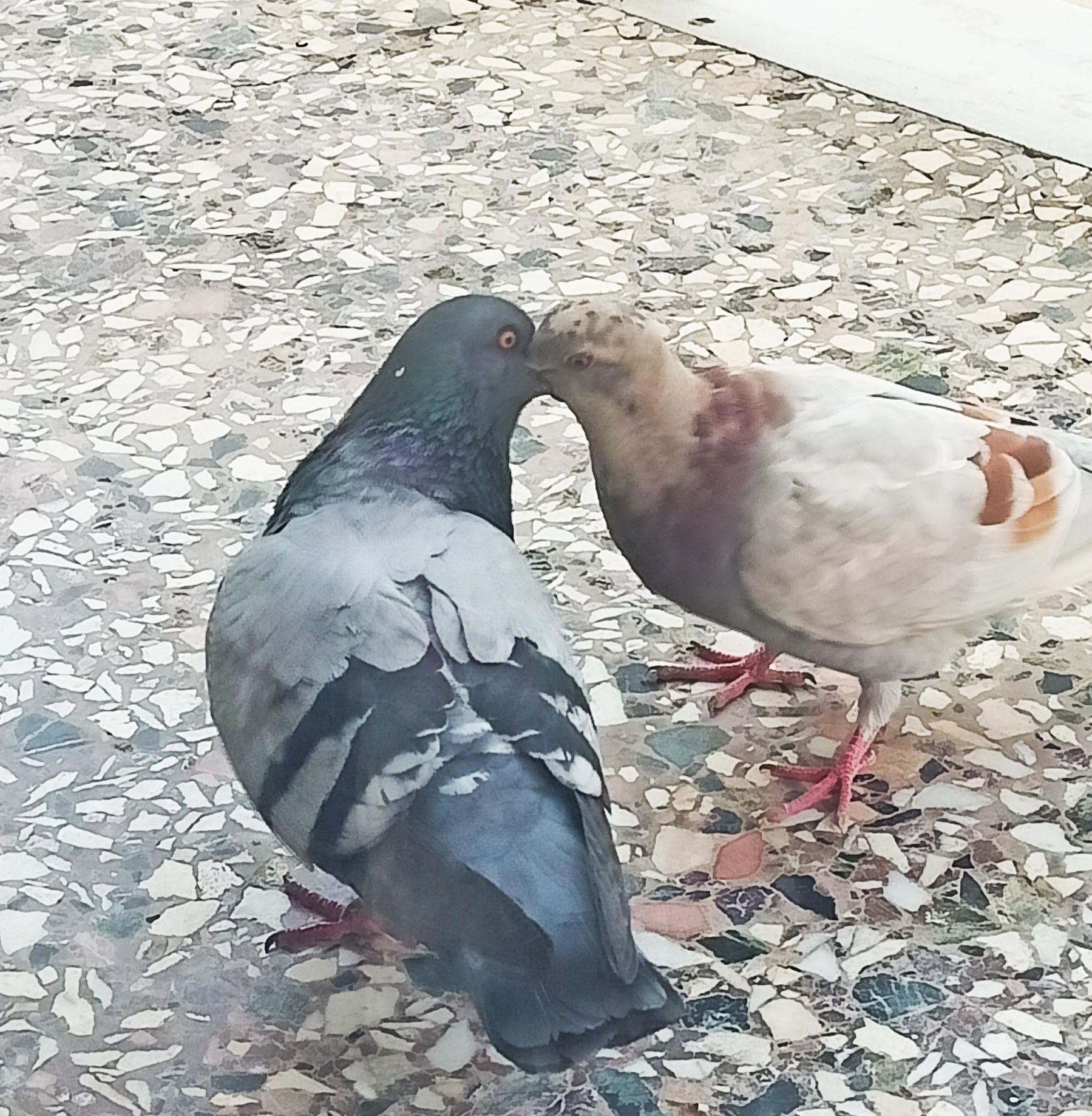 Pigeons.jpg