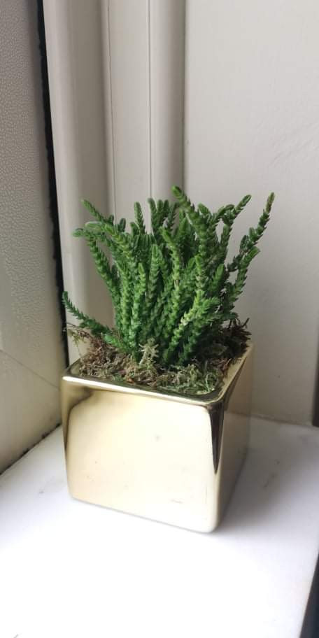 received_300704838678320.jpeg