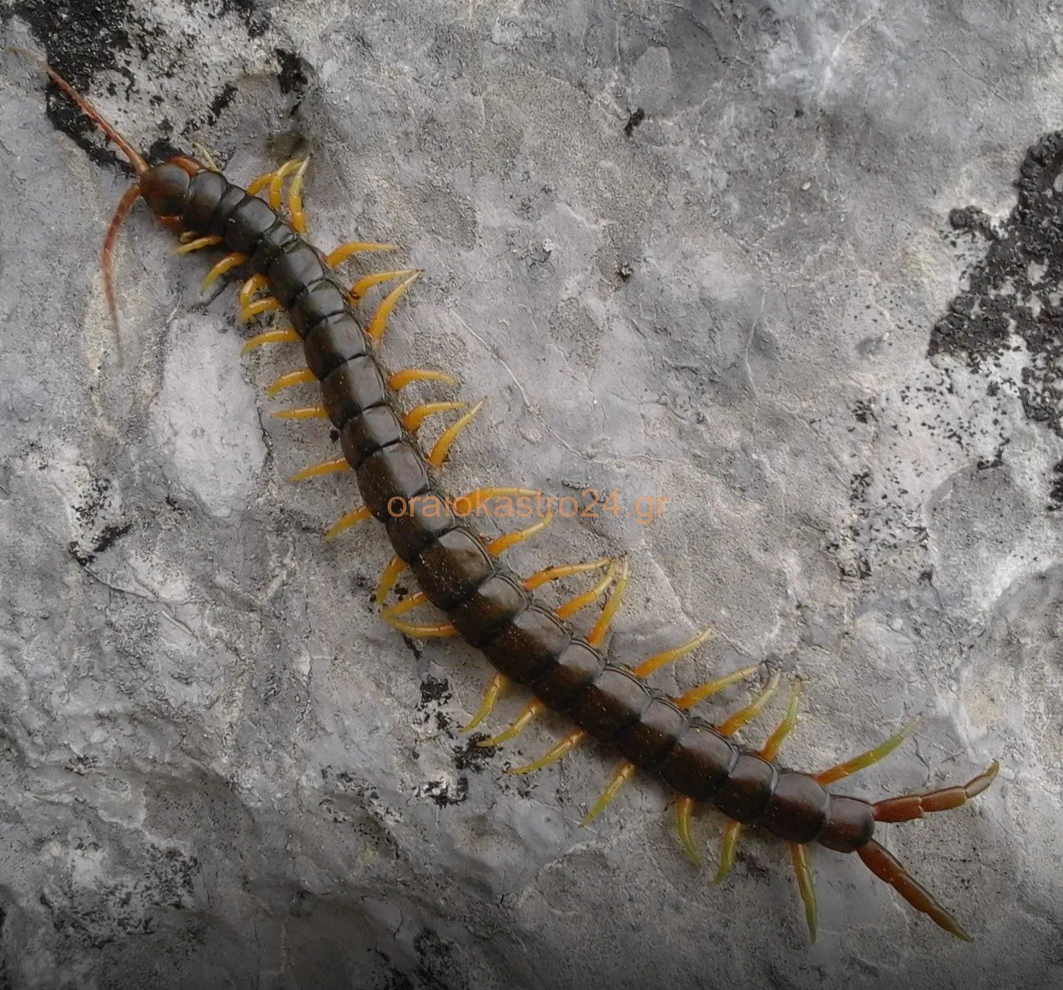 Screenshot 2022-04-24 at 21-06-41 Σαρανταποδαρούσα ¨Scolopendra¨στο Ωραιόκαστρο - oraiokastro ...png