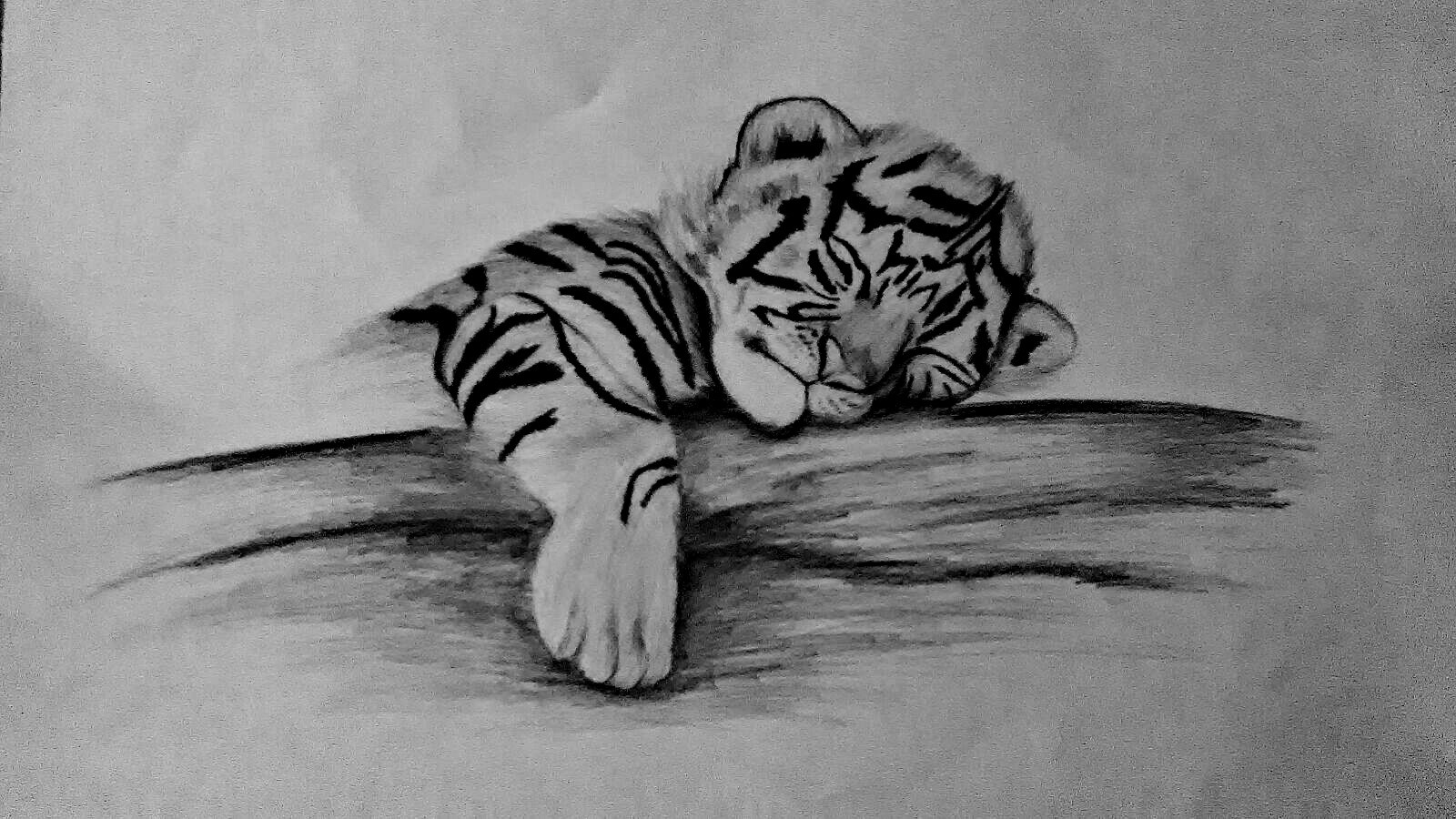Tiger.jpg