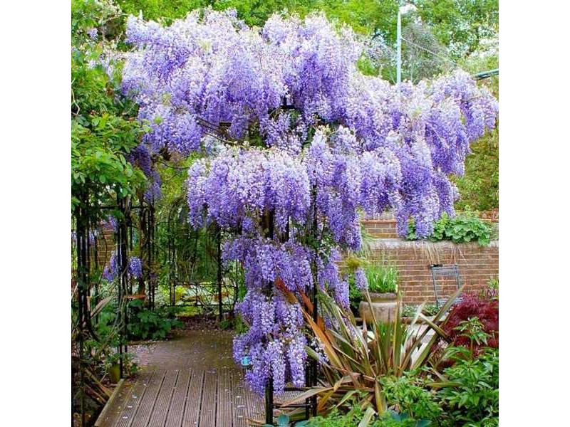 Wisteria Sinensis.jpg