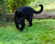 16147952-angry-black-jaguar-stalking-forward-panthera-onca.jpg
