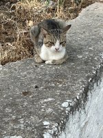 IMG_3554.jpeg