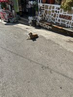 IMG_3779.jpeg