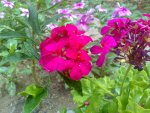 DSC_0278.jpg