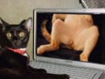 wenn_Katzen_Cybersex_machen.jpg wenn_Katzen_Cybersex_machen.jpg