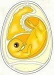 062 Interior view of a bird egg.jpg 062 Interior view of a bird egg.jpg