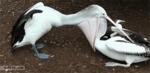 how-romantic.gif
