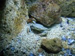 DSCN1209.jpg DSCN1209.jpg