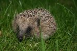 800px-European_hedgehog_%28Erinaceus_europaeus%29.jpg