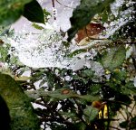 ιστος αραχνης και χιονι.jpg