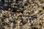 Ant-at-Flogita-FOR-WEB.jpg Ant-at-Flogita-FOR-WEB.jpg
