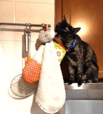 81087176.gif 81087176.gif